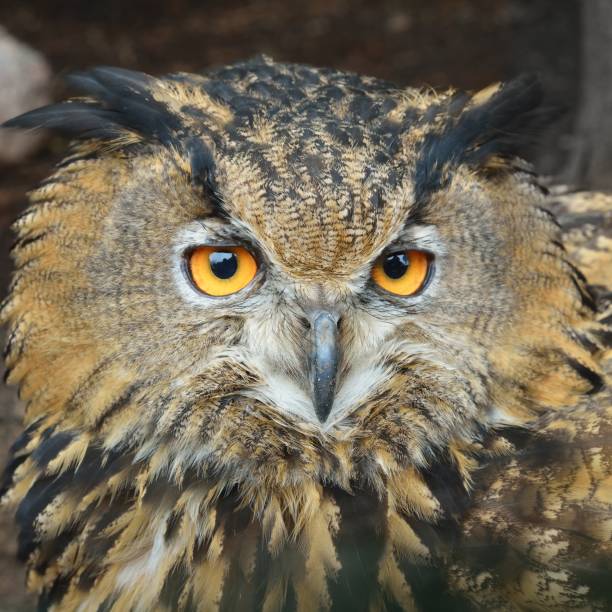 istock Eurasian eagle-owl (Bubo bubo) head closeup in natural environment. 1175789073