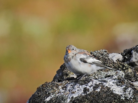 Just a species shot of a snow bunting on a rock in Nome, Alaska.  But a cute bird