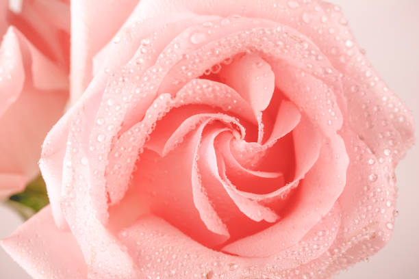 istock tender pink rose closeup 1175791058