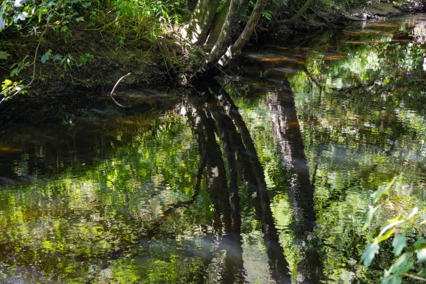 Reflections of tres in the River Camel, Cornwall in autumn
