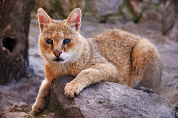istock Captive blind Jungle cat - cage in a Zoo 1175792092