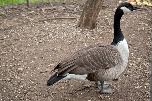 istock this is a side view of a Canadian goose 1175792132