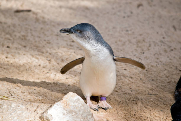 istock the fairy penguin is stretching his arms 1175792794