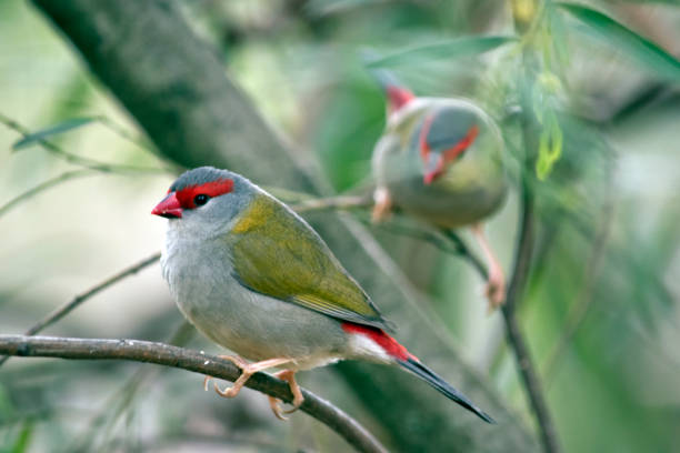 istock this is a side view of a red browed finch 1175792816