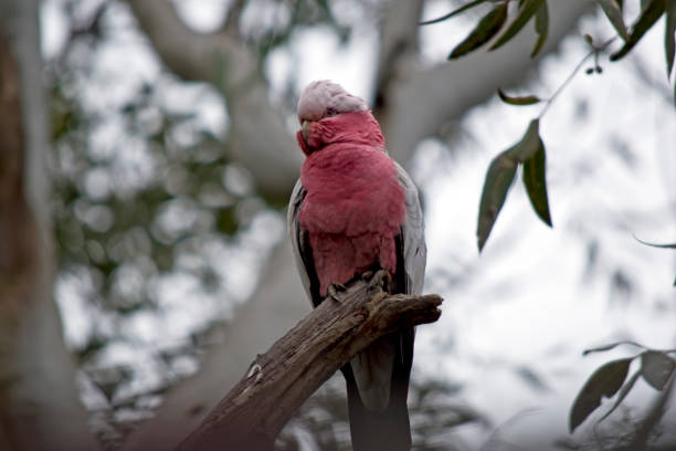 the galah is perched on a dead branch