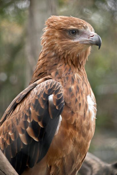 istock this is a close up of a black kite 1175793079