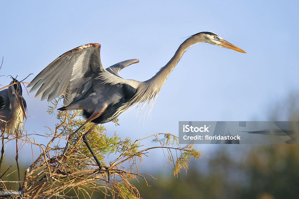 great blue heron leaving its nest  Animal Stock Photo