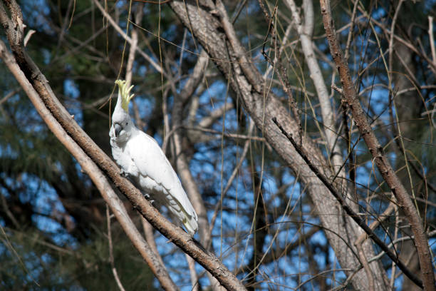 istock the sulphur crested cockatoo is resting 1175795314