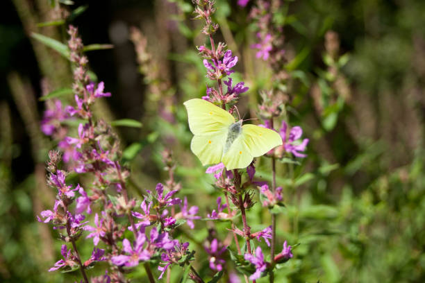 common brimstone - gonepteryx rhamni żółty motyl - gonepteryx zdjęcia i obrazy z banku zdjęć