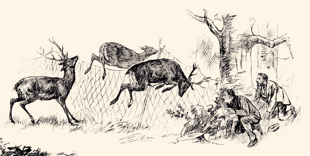 DEER HUNTERS  (XXXL) Three young deer trapped by two deer hunters. Vintage etching Circa 19th century. two men hunting stock illustrations