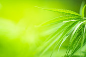 Green Cannabis sativa leaf on blurred background