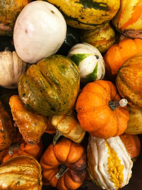 istock Gourds in moody light! 1175800030