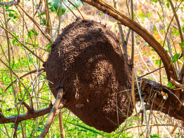 istock termite nest in colony on tree. These insects are responsible for destroying wooden objects and houses 1175802445