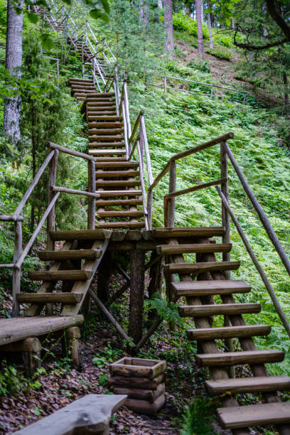 istock wooden stairs in summer green forest 1175803533