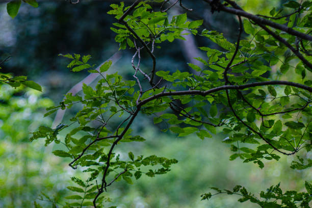 istock green fresh foliage. tree leaf in summer day in sunlight. abstract pattern 1175803547