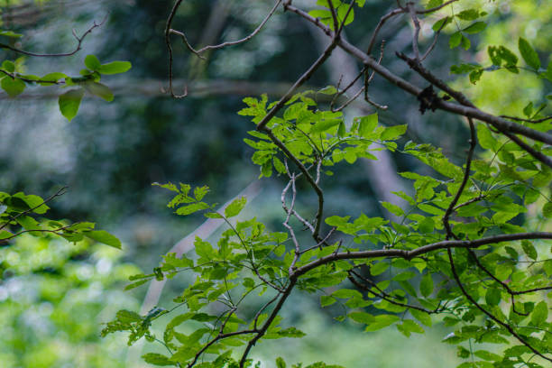 istock green fresh foliage. tree leaf in summer day in sunlight. abstract pattern 1175803550