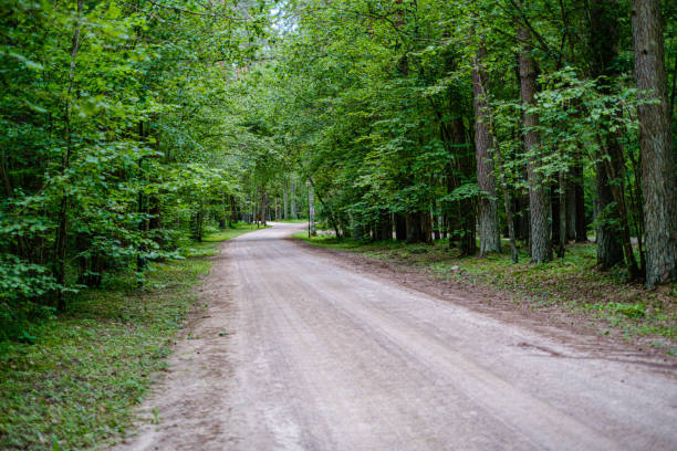 istock wavy gravel road in green summer forest 1175803607