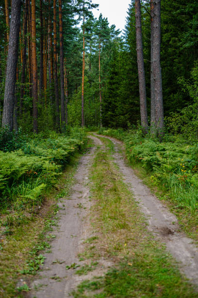 istock wavy gravel road in green summer forest 1175803631