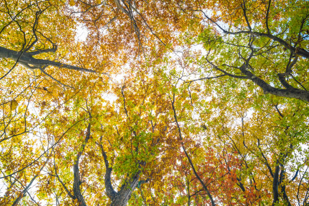 istock Big tree branch with golden leaves 1175805026