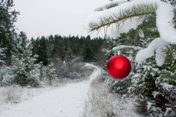Red Christmas ornament hanging on the snow covered branch of an evergreen tree with snow covered trail and forest in the background