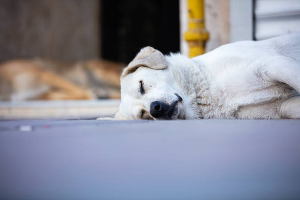 A white dog sleeping on the grass background at night