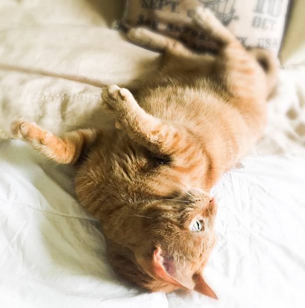 istock Tabby cat belly in air on bed 1175811865