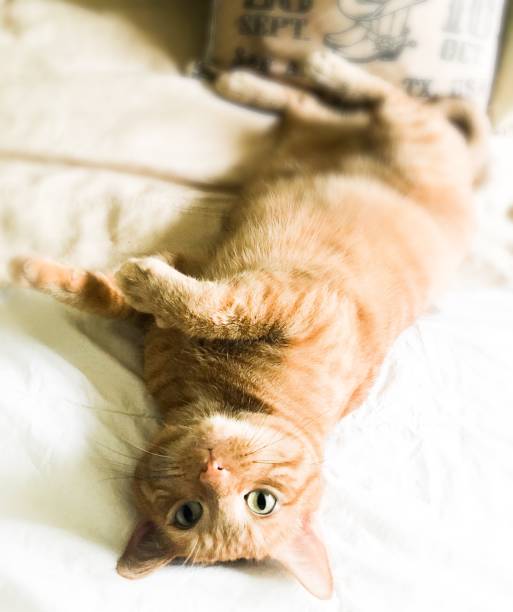 istock Tabby cat belly in air on bed 1175811867