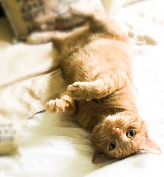 Tabby cat belly in air on bed