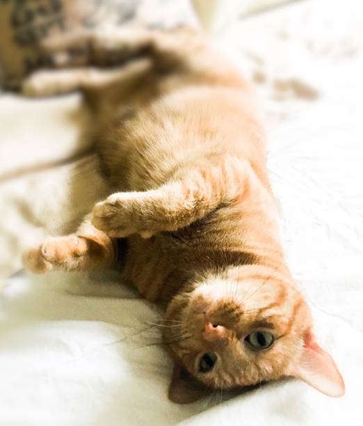 istock Tabby cat belly in air on bed 1175811872