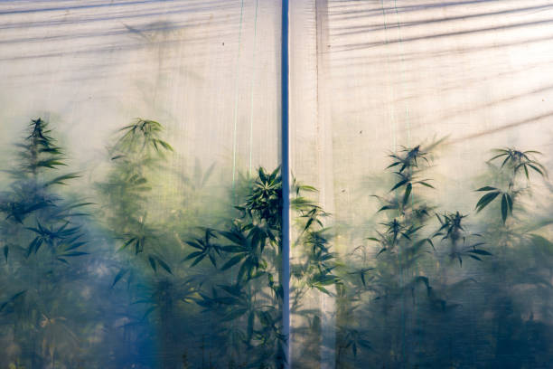 Australian Cannabis University Outdoor Grow