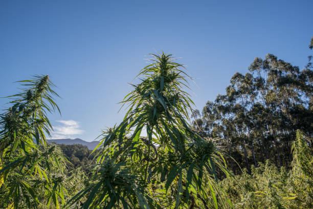 Australian Cannabis University Outdoor Grow