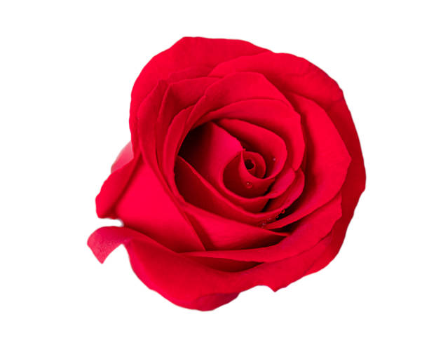 Beautiful blossom red rose  on white background stock photo
