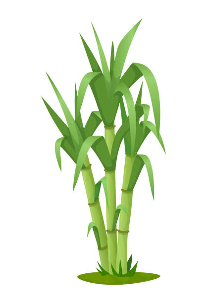 zuckerrohrpflanze mit stamm- und blatt-isoliertem vektor - sugar leaf stock-grafiken, -clipart, -cartoons und -symbole