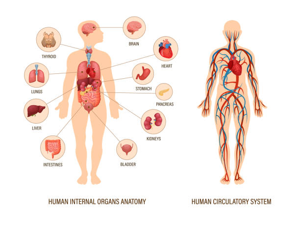 Human Body Anatomy Infographic Of Structure Of Human Organs Stock  Illustration - Download Image Now - iStock