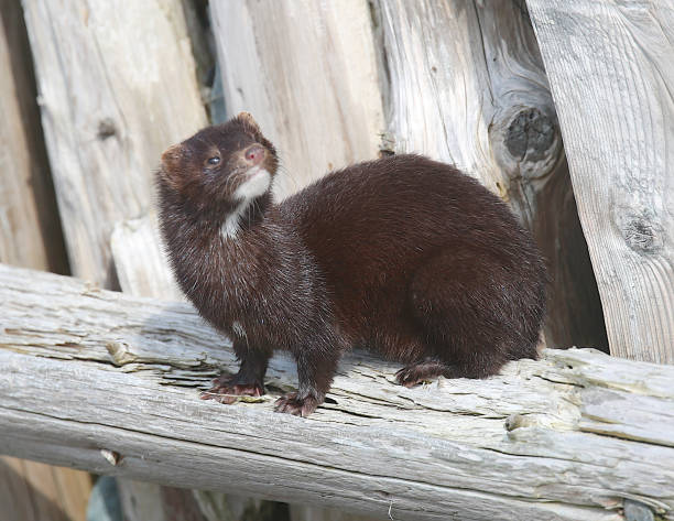 Mink Photographed on the southeast coast of Newfoundland american mink stock pictures, royalty-free photos & images