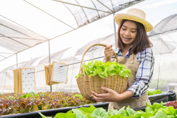 Young Asian hydroponics organic farmer collecting vegetables salad into basket with nursery greenhouse. People lifestyles and business. Indoor agriculture and cultivation environment gardener concept