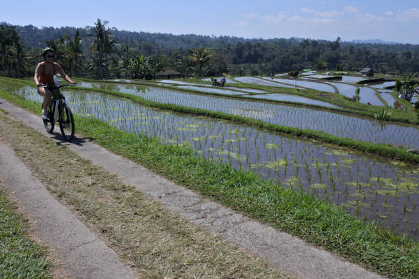Biking tour to rice field in Jatiluwih rice terraces in Bali Indonesia Jatiluwih, Bali, Indonesia - July 28 2019:Biking tour to rice field in Jatiluwih rice terraces in Bali Indonesia.In 2002 environmental group formed to protect Bali's ecosystems while continuing to grow the tourism trade. jatiluwih rice terraces stock pictures, royalty-free photos & images