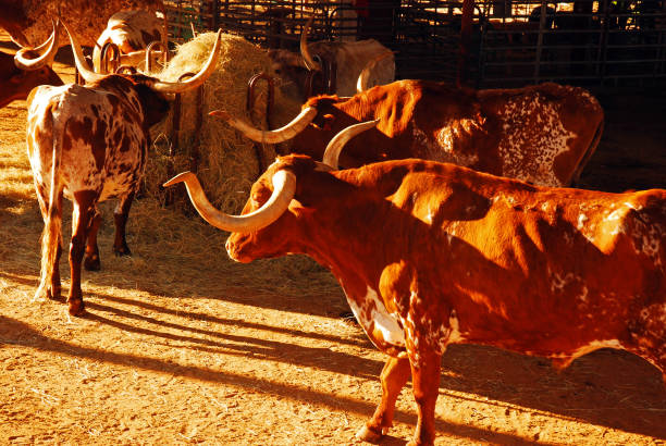 ロングホーン牛 - texas longhorn cattle horned bull long ストックフォトと画像