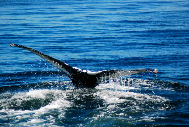 queue d'une baleine - nautical vessel journey diving flipper photos et images de collection