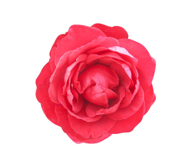 istock Fresh red rose petal flower patterns  blooming top view isolated on white background with clipping path , for  valentine day or wedding 1175817858