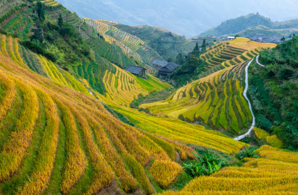 Majestic rice terraces in the village of Ping An, Longsheng county, Guangxi province, China.
