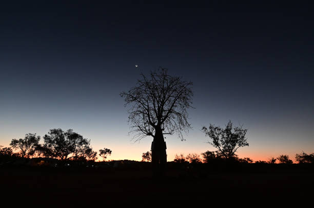 istock Sunset over a Boab tree silhouette Kimberley Western Australia 1175819445