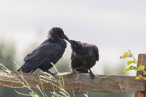The common raven, also known as the northern raven, is a large all-black passerine bird. Found across the Northern Hemisphere, it is the most widely distributed of all corvids.