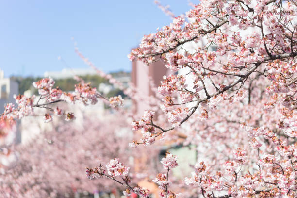istock Atami Sakura along Itoigawa river 1175821366