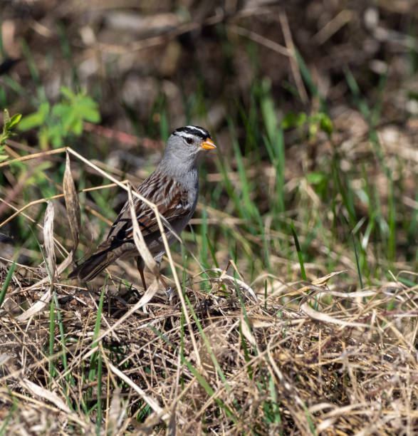 istock A Male White-crowned Sparrow in Alaska 1175822146