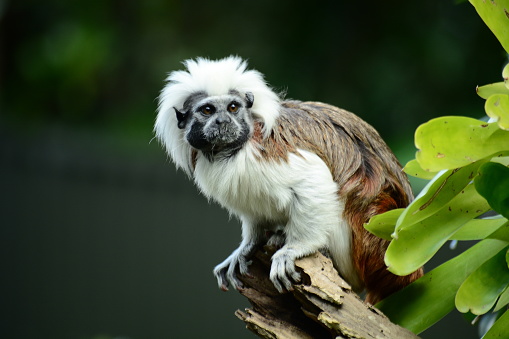 Cotton-top tamarins form monogamous relationships (only one partner) and are very territorial.