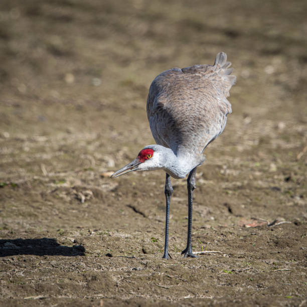 istock Lesser Sandhill Crane Walking in a Grass Field 1175823234