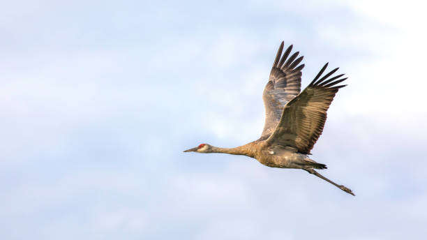 Lesser Sandhill Crane in Flight in Alaska