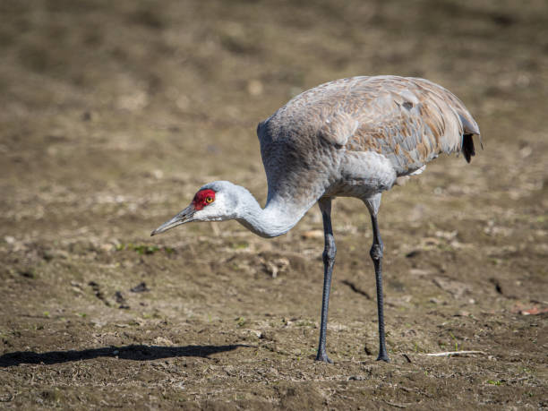 istock Lesser Sandhill Crane Walking in a Grass Field 1175823244