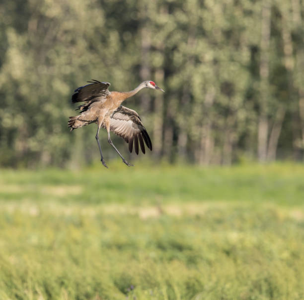 Lesser Sandhill Crane in Flight in Alaska